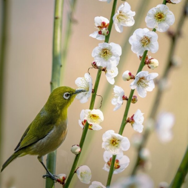 梅の花とうぐいす