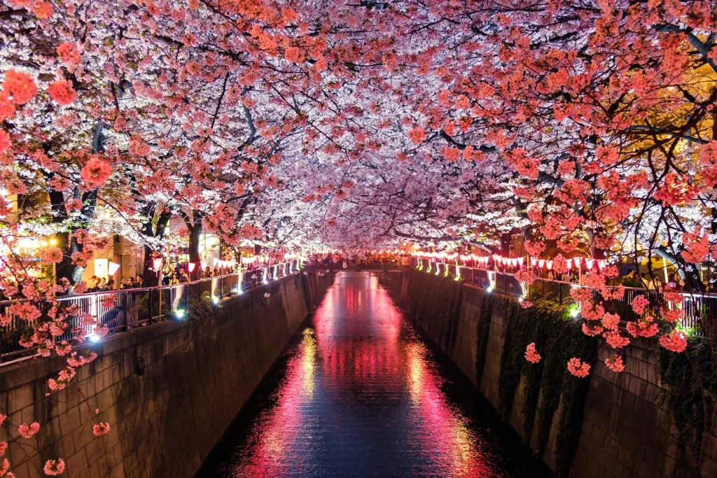 A paisagem noturna das flores de cerejeira do Japão.