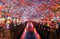 A paisagem noturna das flores de cerejeira do Japão.