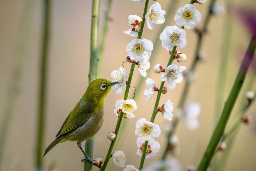 Plum blossoms and Japanese nightingales