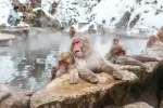 北海道や東北の温泉につっかている猿