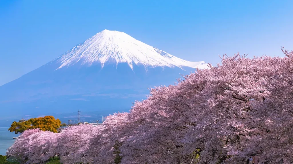 Fuji e flores de cerejeira no Japão.