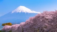 日本的富士山和樱花。